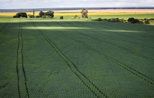 Em menos de quatro décadas, área destinada à soja cresce nove vezes